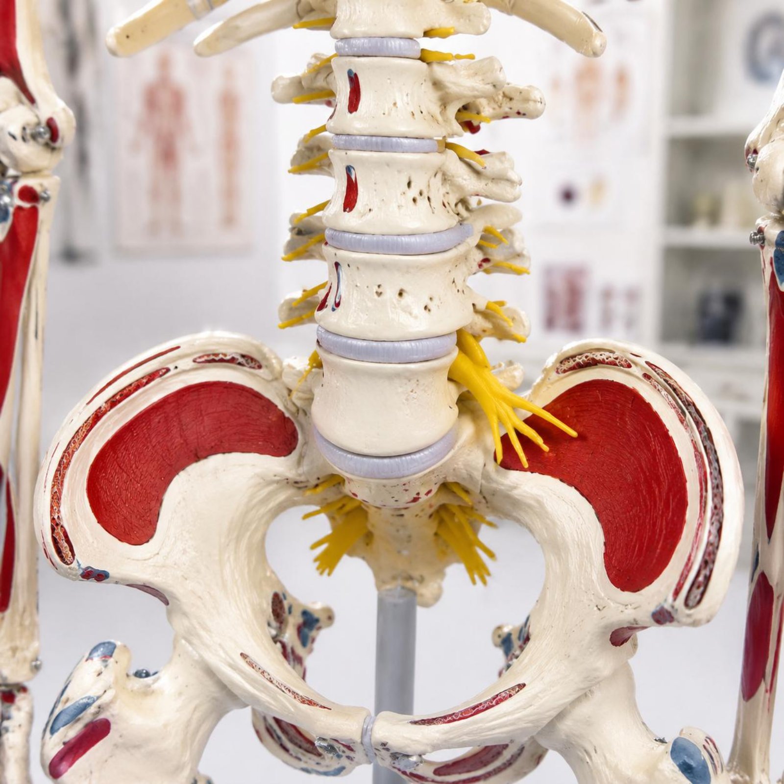 Flexible Spine Skeleton Model  - đánh giá và giá Medical Lab Research